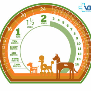 Dịch vụ cắt tỉa lông cho thú cưng